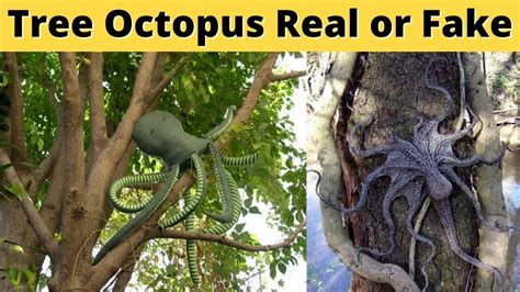are tree octopuses fake